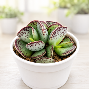 Adromischus Cooperi (Egg plant)