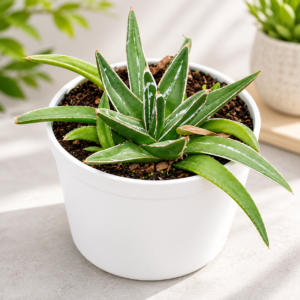 Agave Victoriae Reginae - Queen Victoria