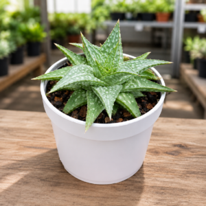 Aloe rauhii
