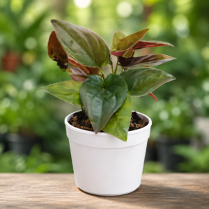 Black Money Plant