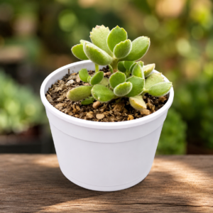 Cotyledon Tomentosa
