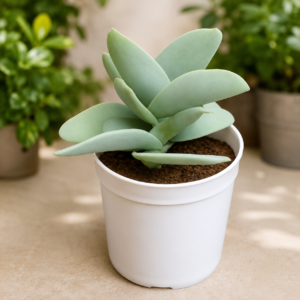 Crassula perfoliata