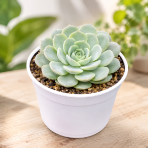 ECHEVERIA ON SLOW