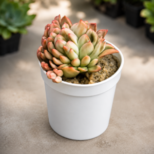 Echeveria 11