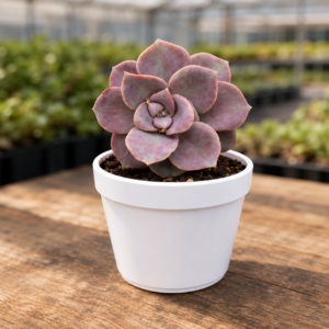 Echeveria 18