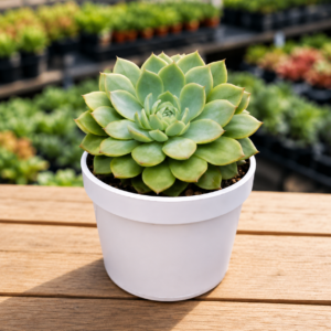 Echeveria 19