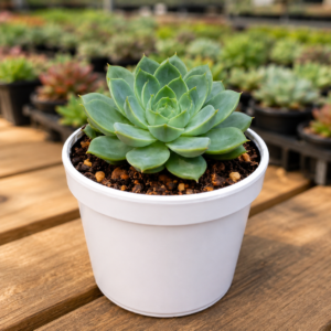Echeveria 2