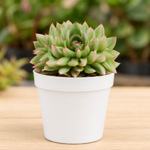 Echeveria 22