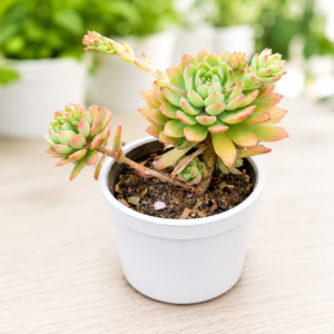 Echeveria 5