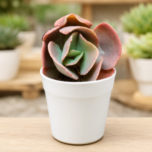 Echeveria 8