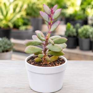 Echeveria 9