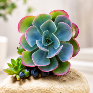Echeveria Blue Sky