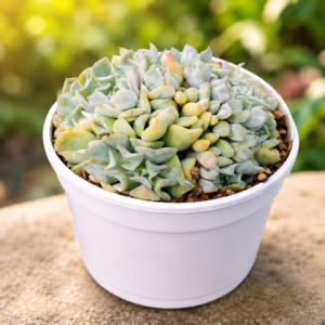 Echeveria Brain Crest
