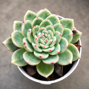 Echeveria Colorata E. Walther