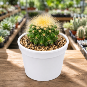 Echinocactus Grusonii