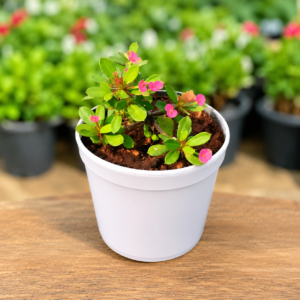 Euphorbia Milii Dwarf Red