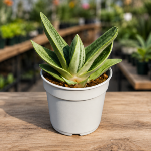 Gastaria "Little Warty"