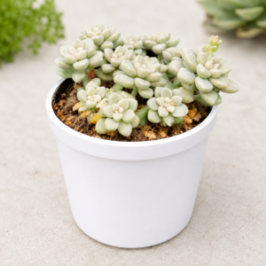 Graptopetalum Calavatum