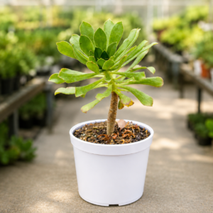Green Aeonium