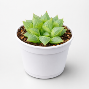 HAWORTHIA-MIRABILIS