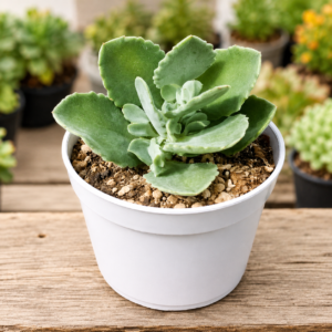 Kalanchoe Milioti