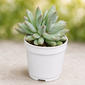 Pachyphytum hookeri