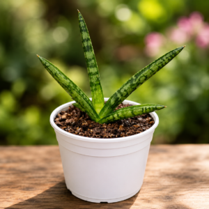 Sansevieria Cylindrica
