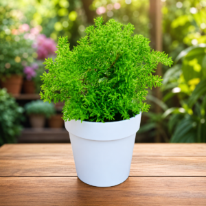 Sedum Lineare