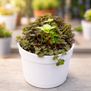 Turtle Vine Plant