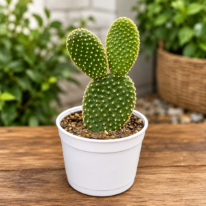 Opuntia Microdasys Alba| White Bunny Ears Cactus