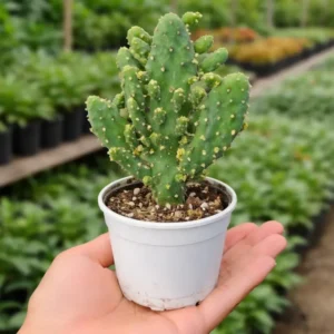 Opuntia Monocantha