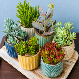 Succulent Combo – 6 Plants (Bare Rooted)
