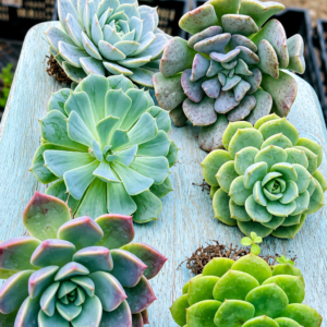 Blue-Grey Echeveria Combo – 6 Plants