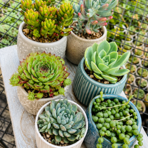 Succulent Combo – 6 Plants with String of Pearls (Bare Rooted)