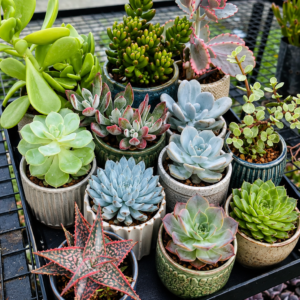 Succulent Combo – 12 Plants (Bare Rooted)