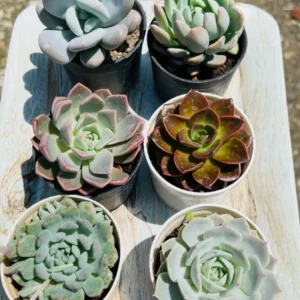 Large Echeveria Combo – 6 Plants (Bare Rooted)