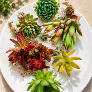 Succulent Combo of 6 – Mixed Variety Collection (Bare Rooted)
