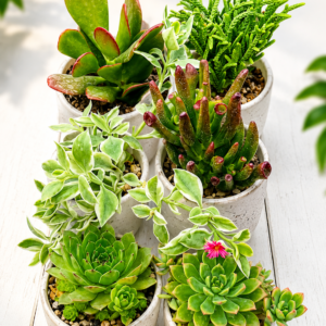 Succulent Combo – 6 Plants