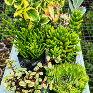 Succulent Combo – 6 Plants | Bare Rooted