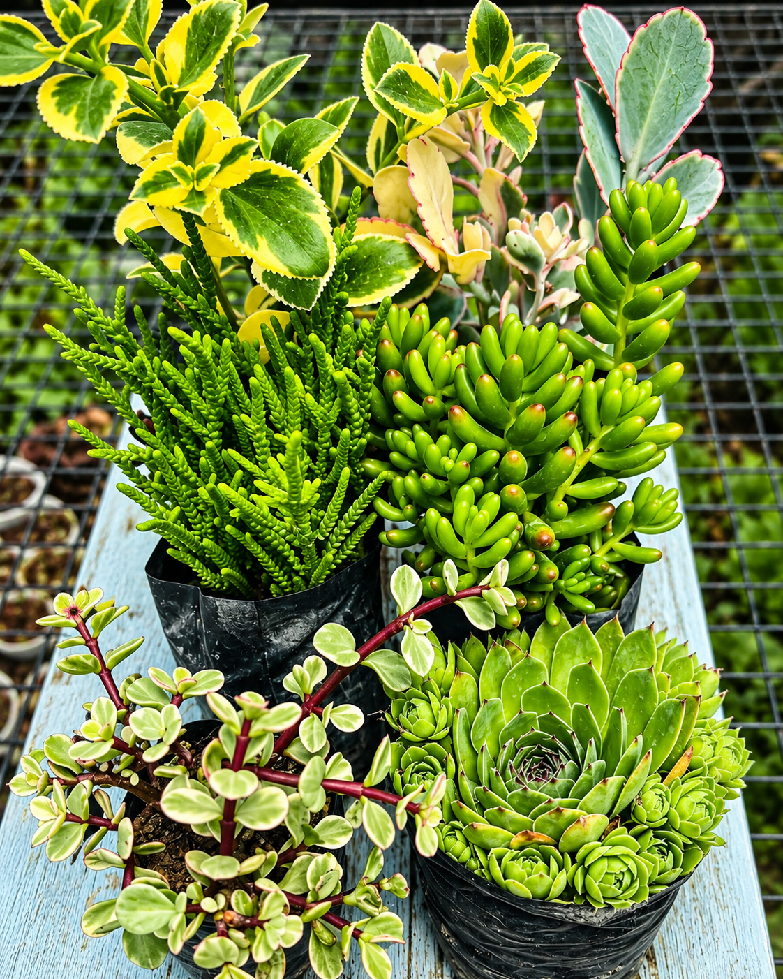 Succulent Combo – 6 Plants | Bare Rooted