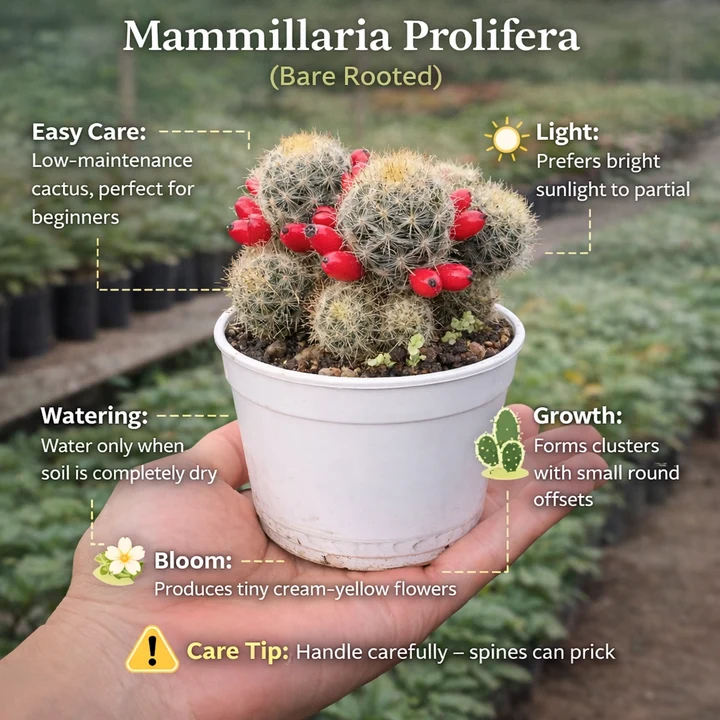 Mammillaria Prolifera - Image 2