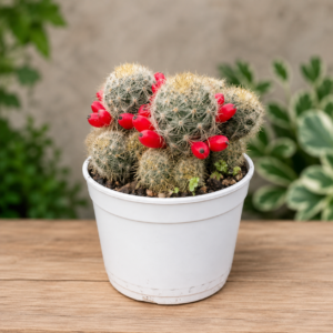 Mammillaria Prolifera