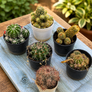 Cactus Combo of 6 – Desert Mix Collection